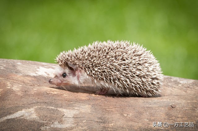 出马仙中的暗堂,出马仙明堂和暗堂区别