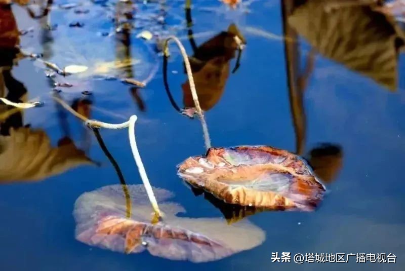 塔城千泉湖荷花开满池,塔城荷花