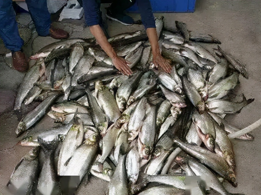 泥鳅党被抓视频,抓泥鳅钓鱼违法吗