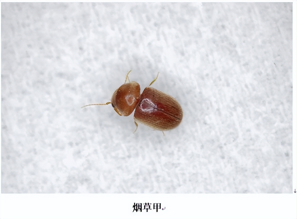 家里有小飞虫怎么知道是什么种类,家里出现很多小飞虫是什么样的