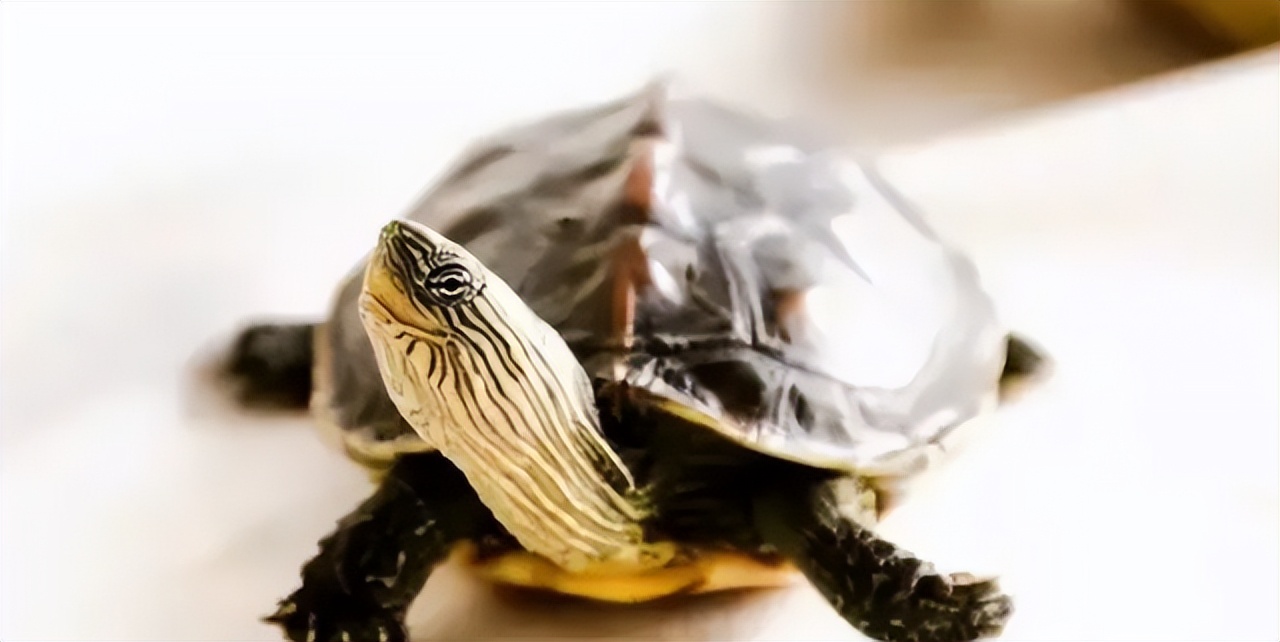 冬天新手养龟的最佳方法,新手养龟需要恒温器吗