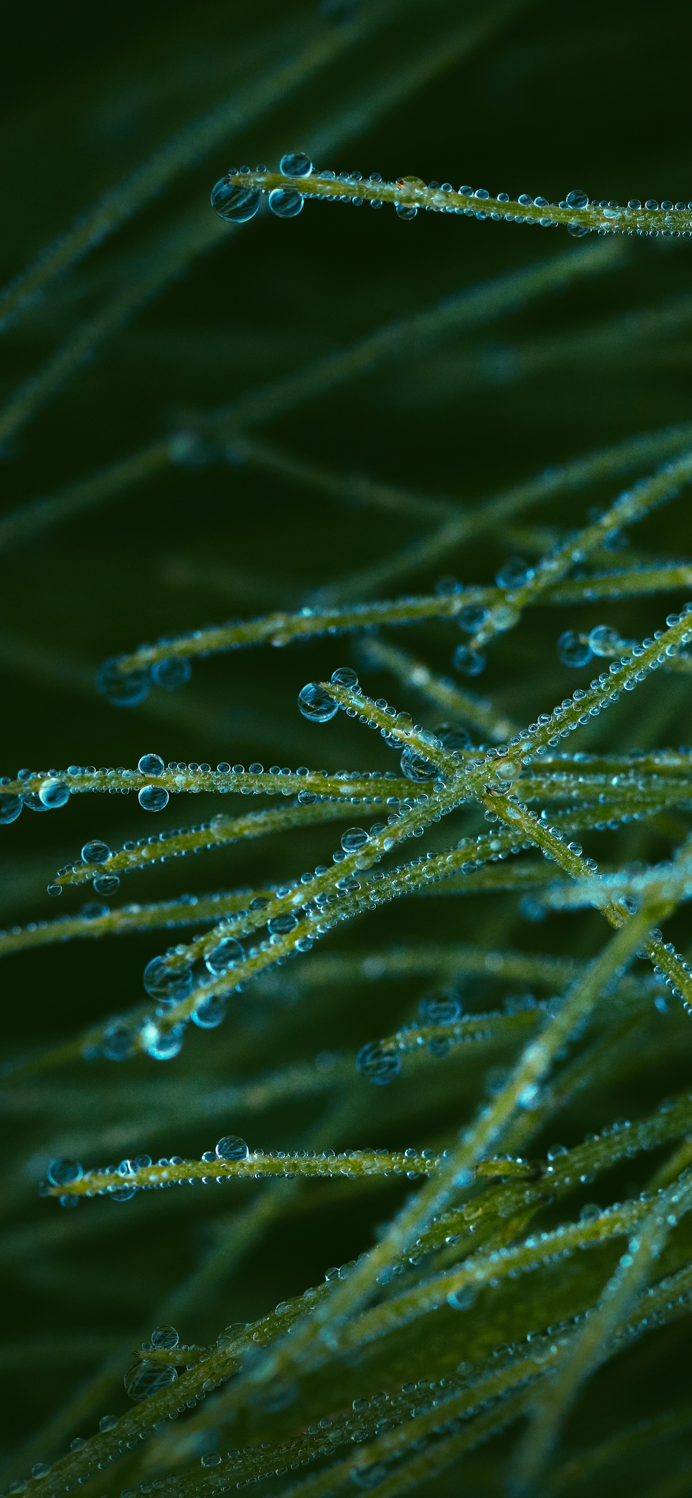壁纸护眼好看的高清壁纸,华为壁纸绿色护眼图片大全高清