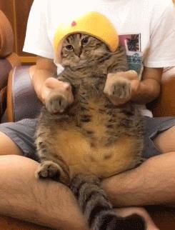 三种最不好养的宠物猫,千万不要养这三种宠物猫