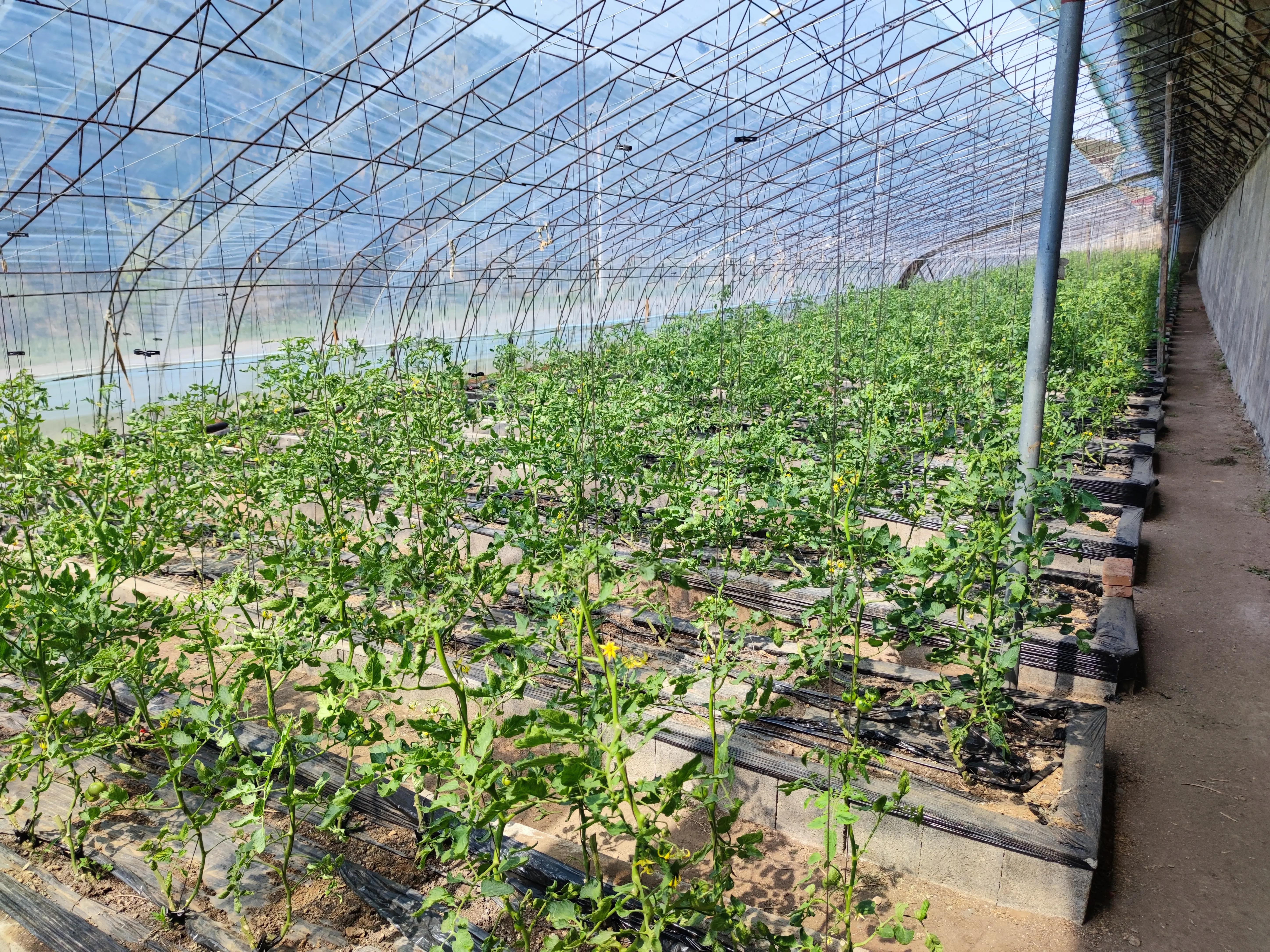 明日立夏蔬菜食谱,明日立夏养心食物