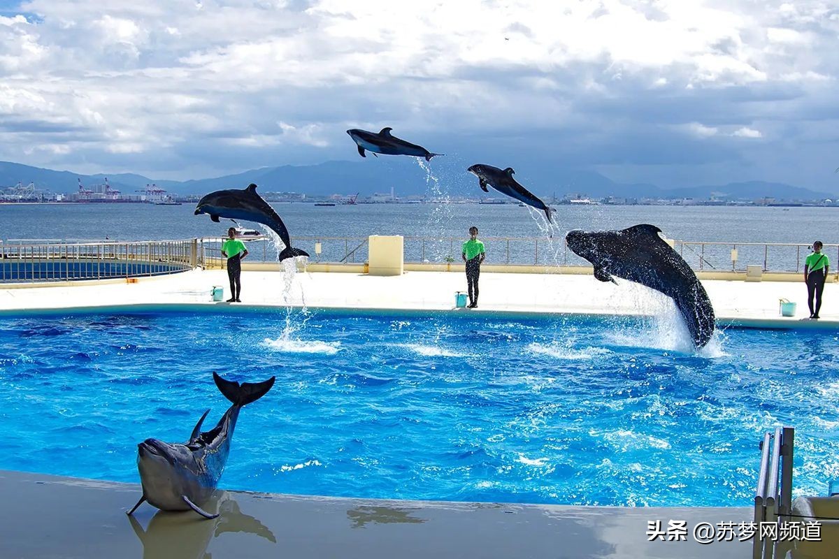 绂忓唸kota,绂忓唸zumba