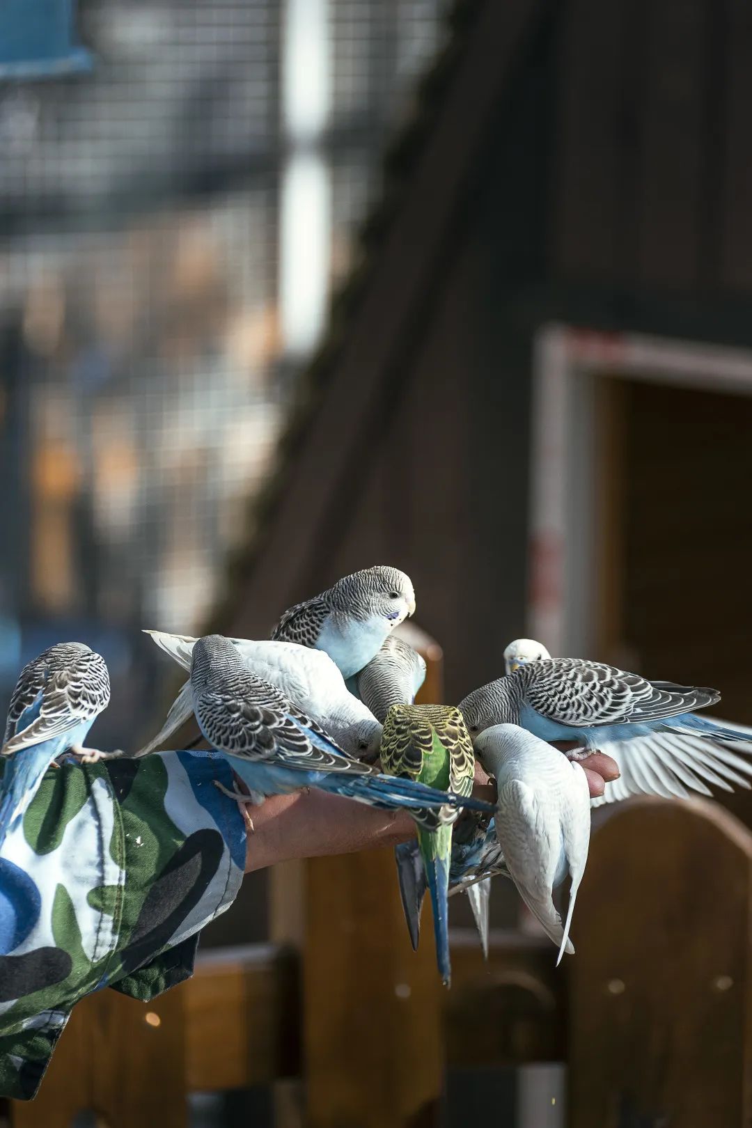陈妙林直播,开元酒店集团董事长陈妙林