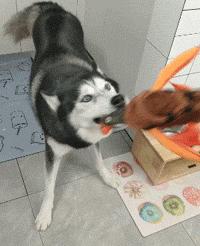 哈士奇大型犬可以养吗,哈士奇犬为什么不建议养