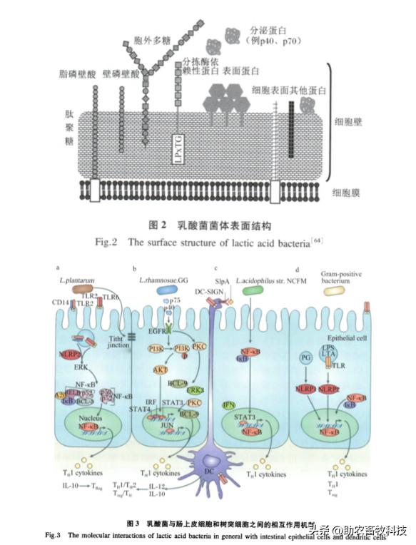 乳酸菌对猪拉稀有帮助吗,猪用乳酸菌有哪些好处