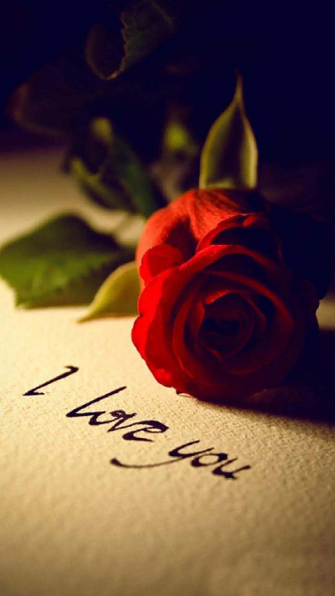 唯美玫瑰花手机壁纸,两朵玫瑰花图片唯美壁纸