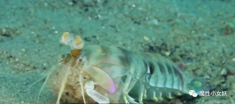 非常好吃的皮皮虾你们吃过吗,超大的皮皮虾带给大家认识一下