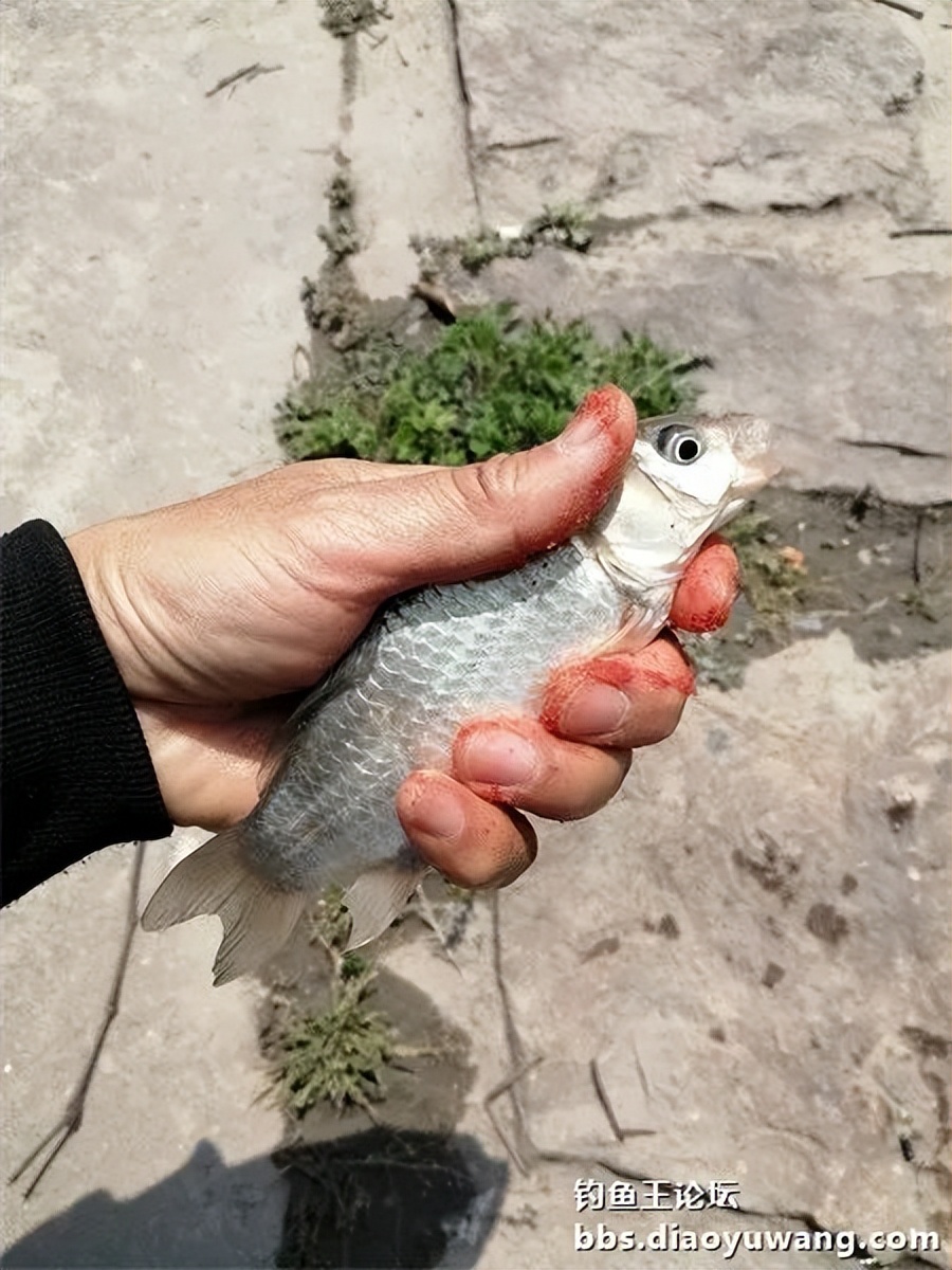 钓鱼王饵野钓破百尾