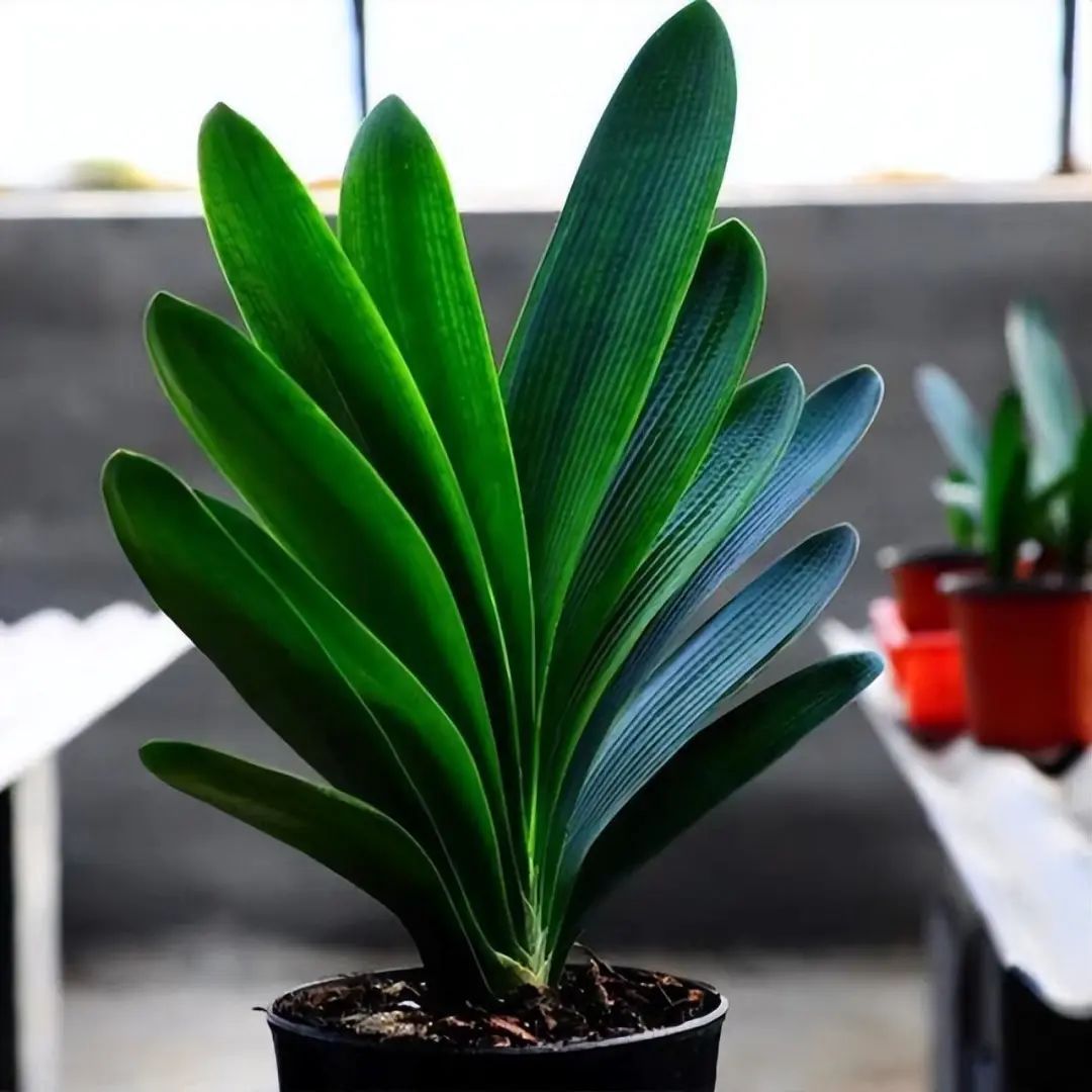 花卉市场如何挑选君子兰才能开花,目前花市卖的君子兰是什么品种