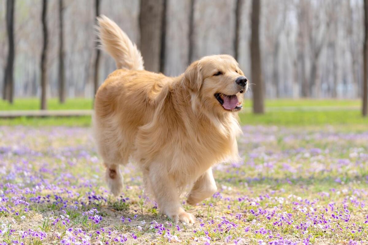 为狗狗清理蝇蛆,短毛狗狗毛发的正确护理方法