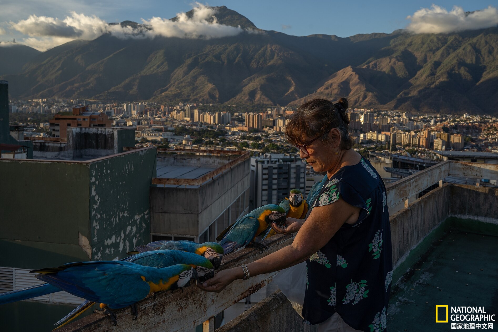 委内瑞拉首都的鹦鹉都是“散养”的
