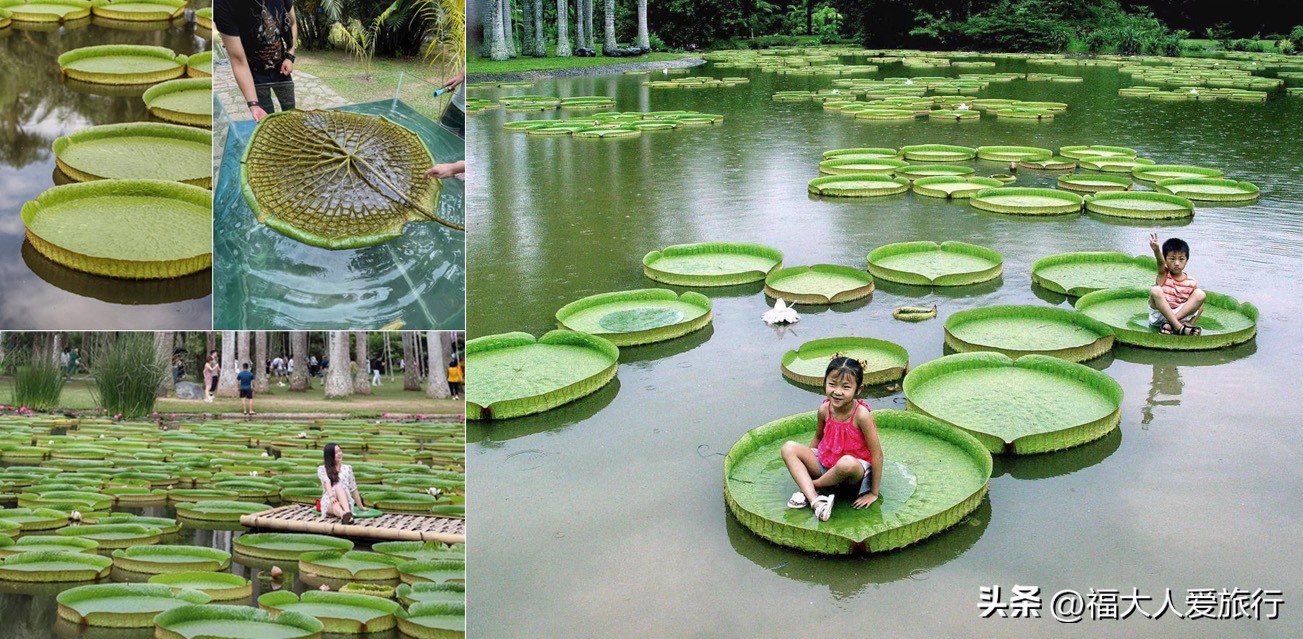 云南西双版纳热带植物园官网,西双版纳植物园全面讲解