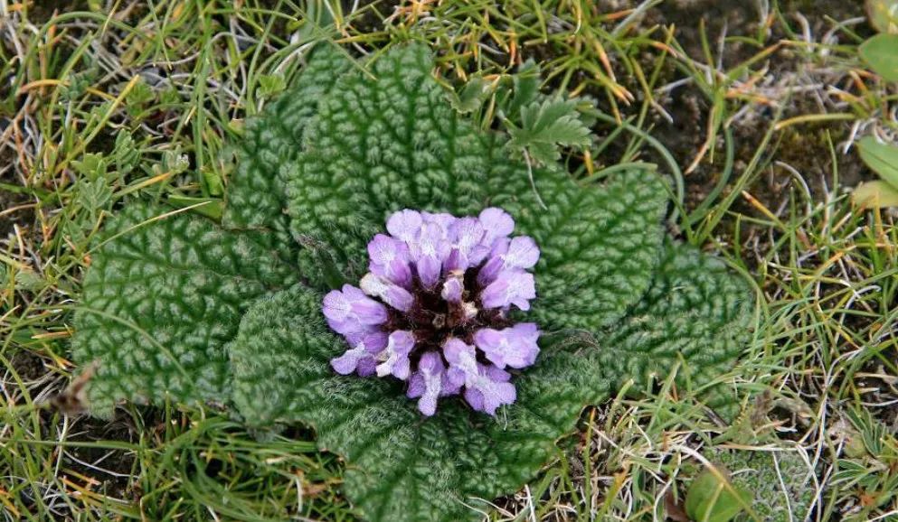 藏医藏药藏文化,千年藏医藏药