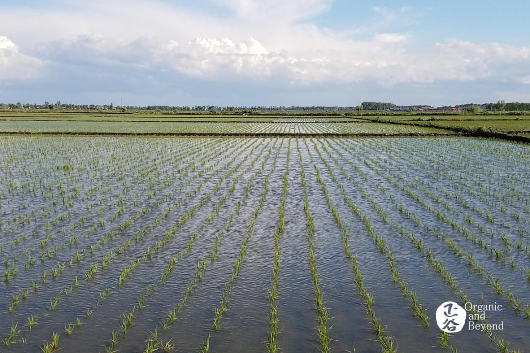丰收年五常稻花香2号,稻花香的丰收年