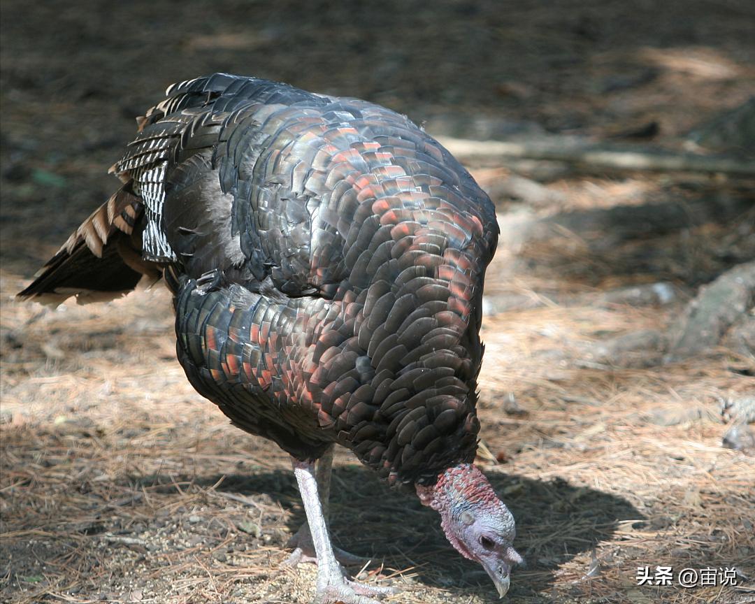 火鸡是否适应寒带地区养殖,火鸡养殖及营养价值