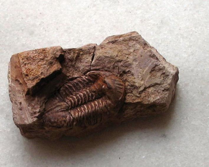 人类的祖先被昆虫吃了几亿年,人类的祖先遇到过巨型昆虫吗