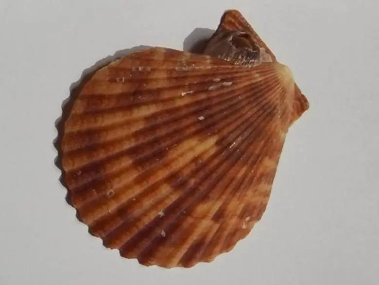 海南海鲜贝类有哪些,海南海鲜贝类