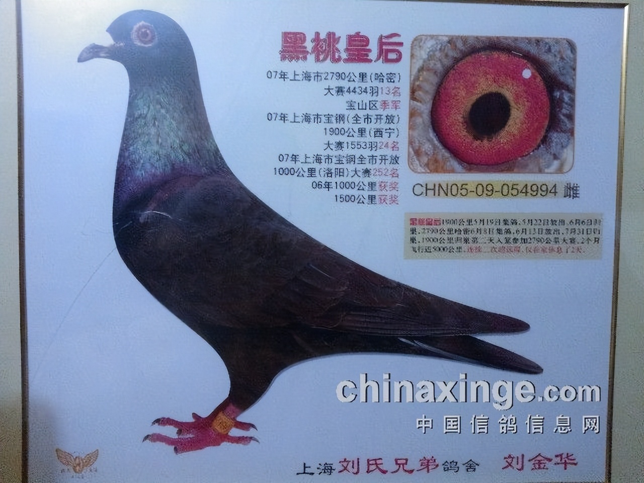 哈密超远程冠军信鸽图片,超远程赛鸽纪录