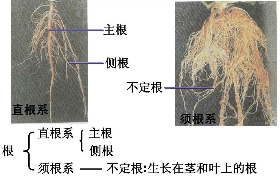 植物伤根了怎么补救,植物烂根需要修根吗