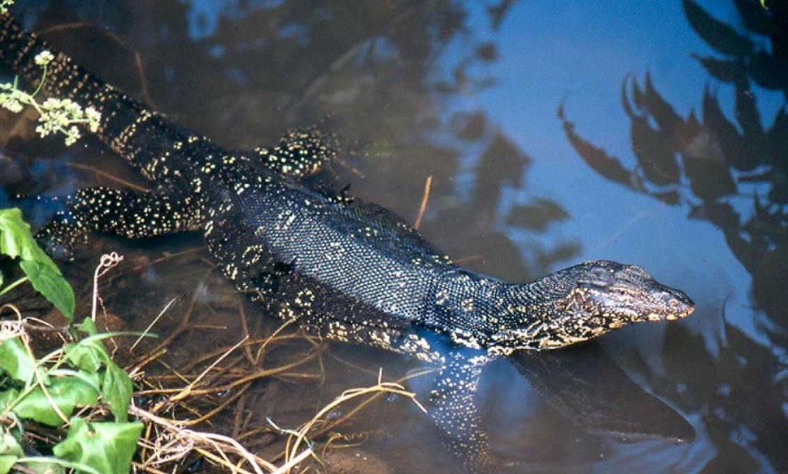 最大的五爪金龙蜥蜴,五爪金龙巨蜥蜴