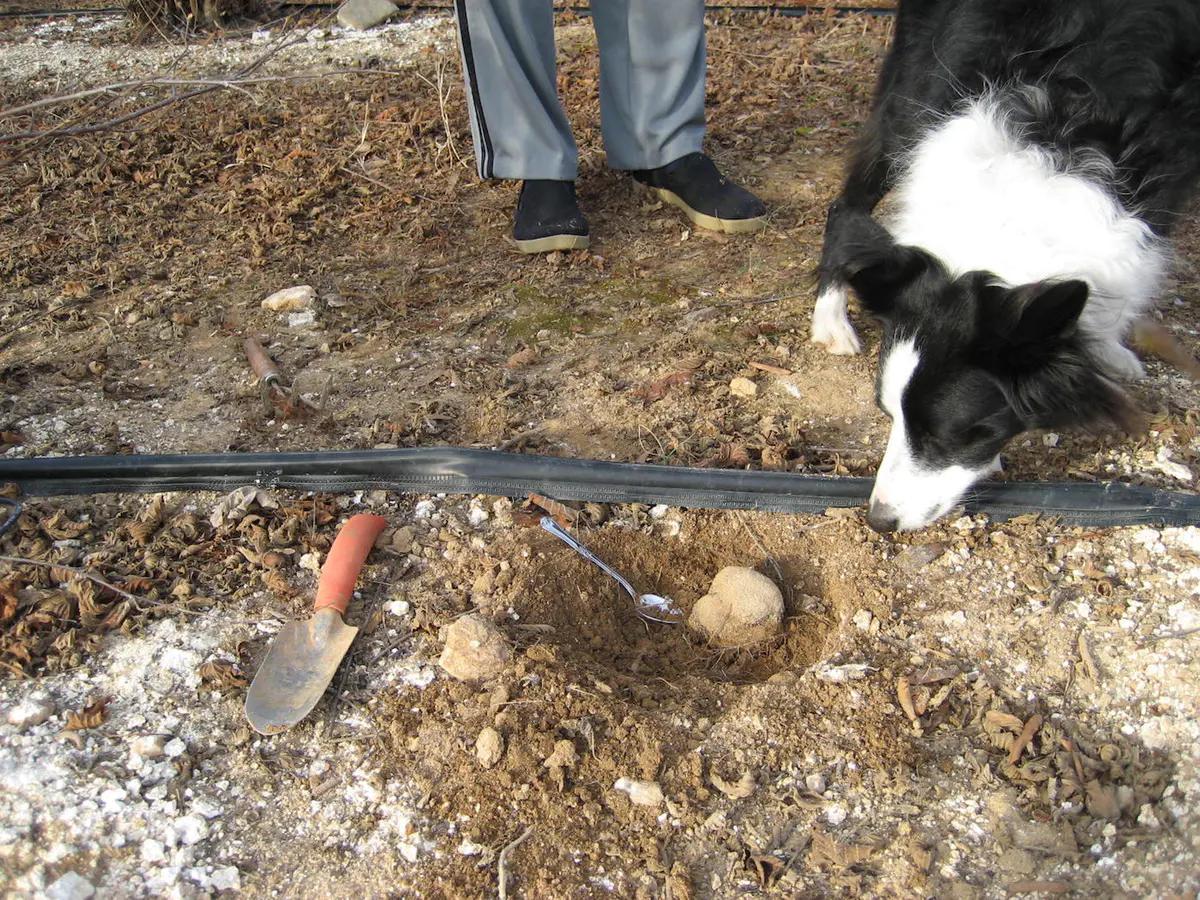1人1猪搜寻深山里的“黑球球”，国外当宝国内喂猪，一公斤卖1500