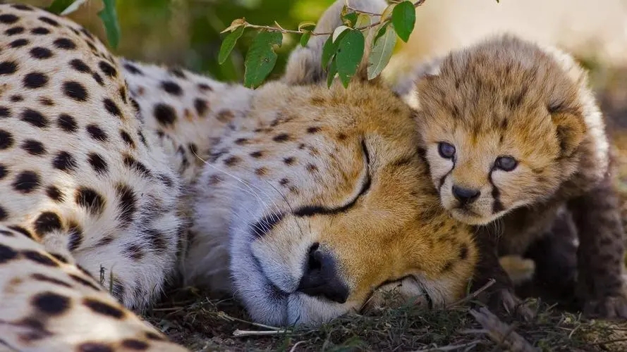 猎豹不是豹子吗,猎豹不是豹