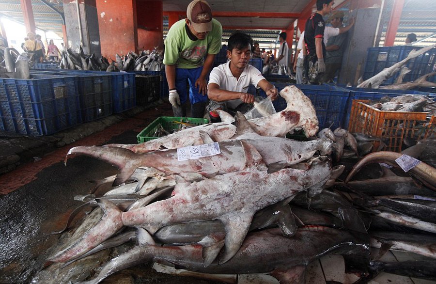 鲨鱼被割掉鱼鳍还能活多久,现在鲨鱼每年有多少被杀