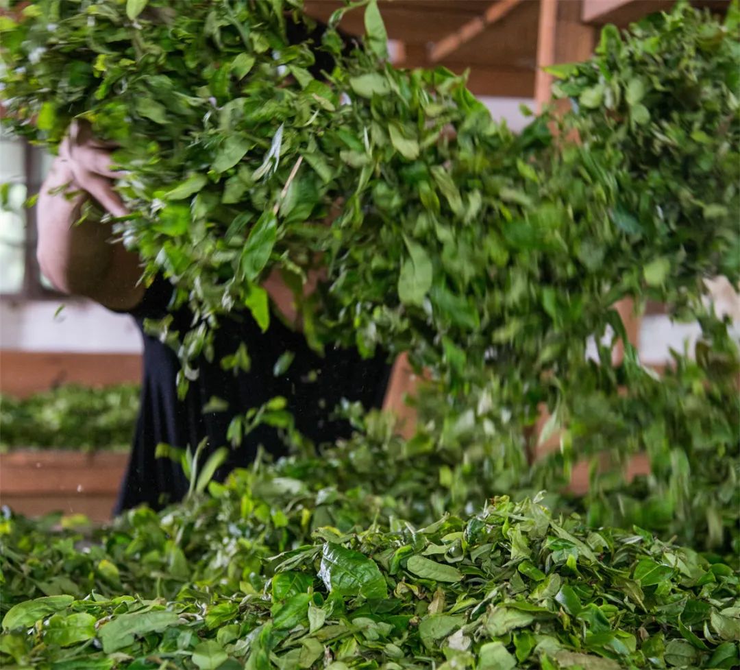 双陈茶厂经典茶,中茶经典再现