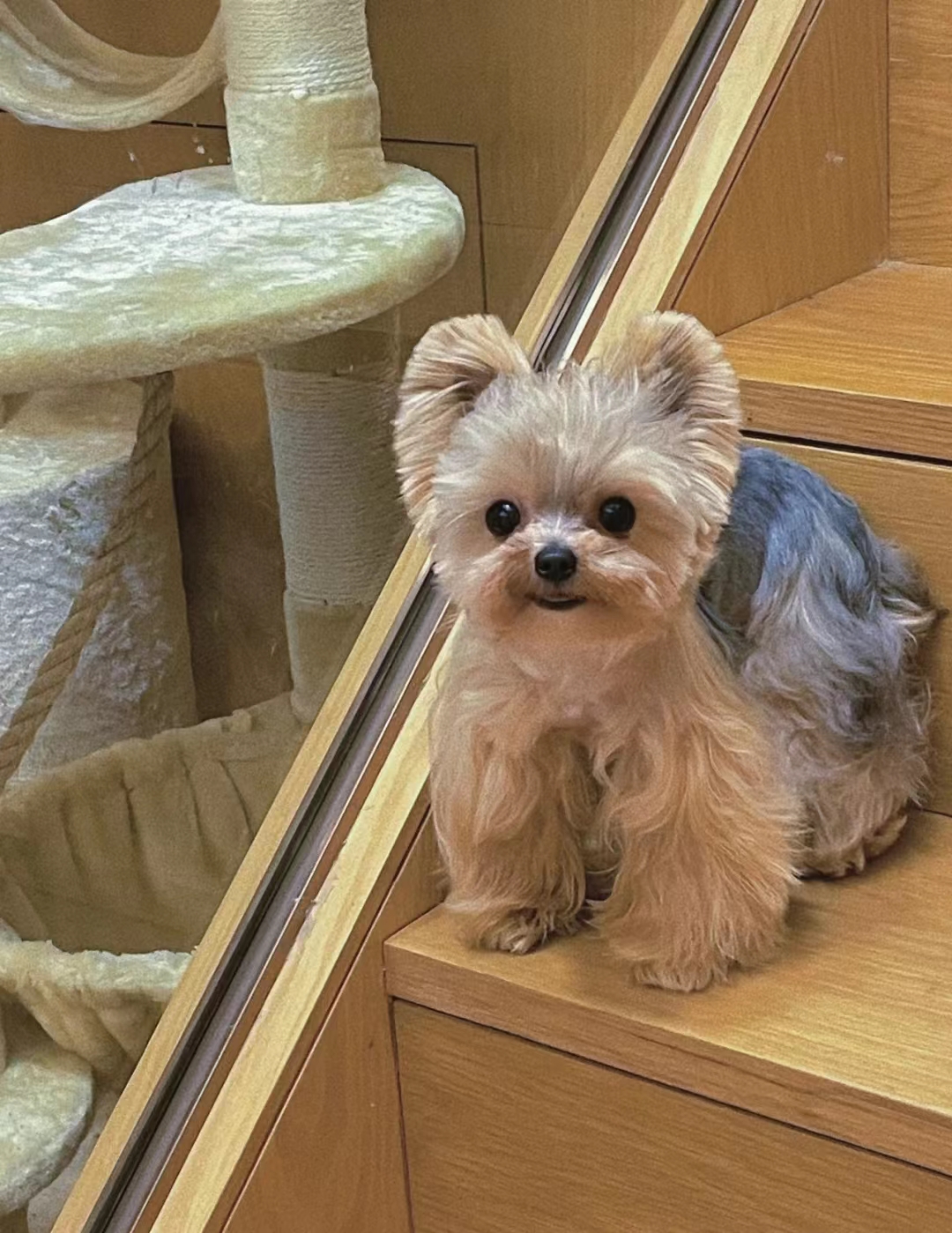 这几种狗太难伺候了新手不敢养,不能接受的狗狗