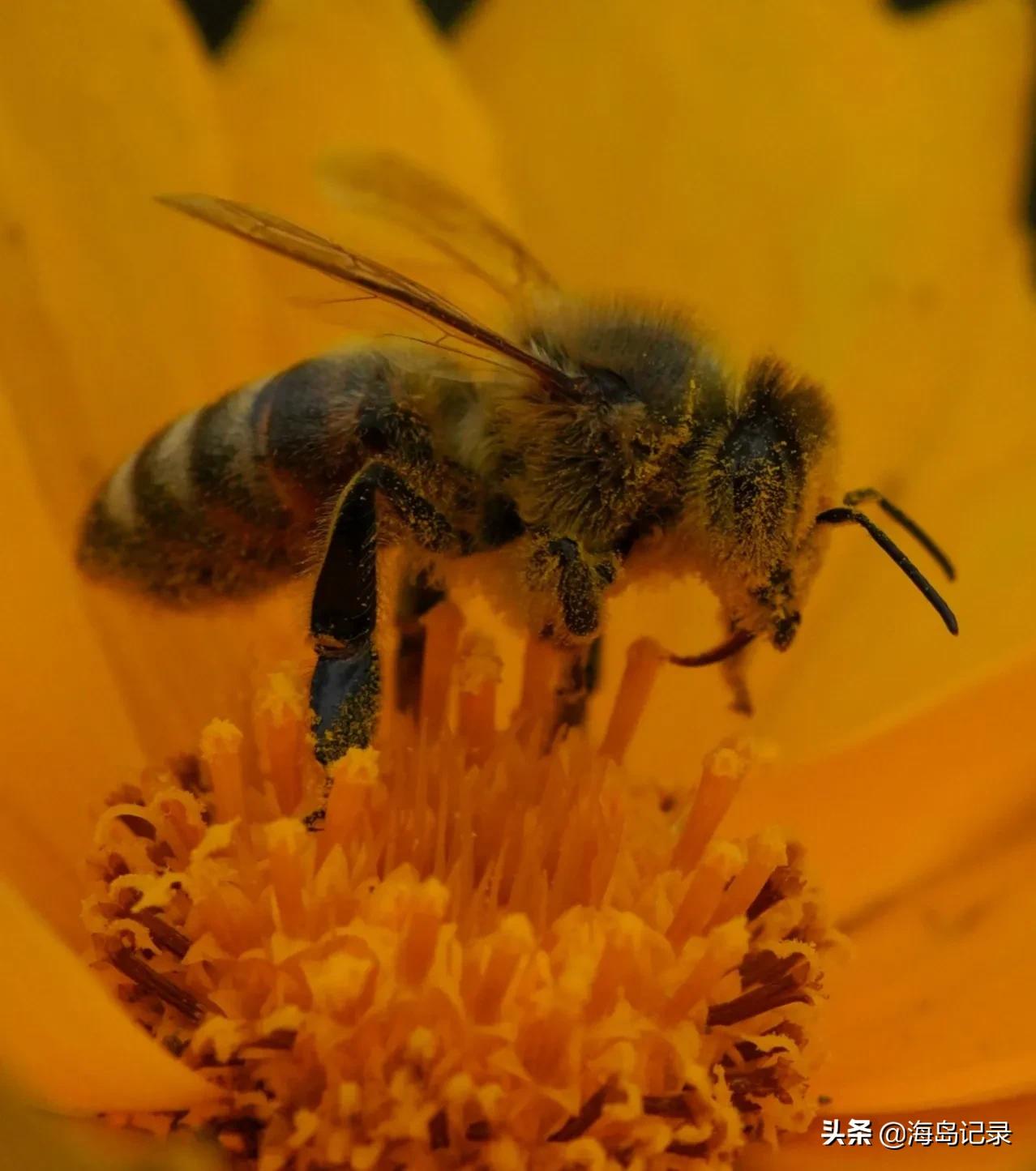 赞美蜜蜂的古诗或名言,哪些诗是赞美蜜蜂的