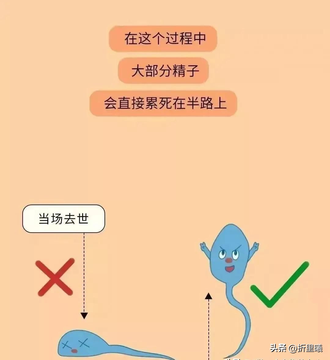 憋回去的精子都跑哪去了？