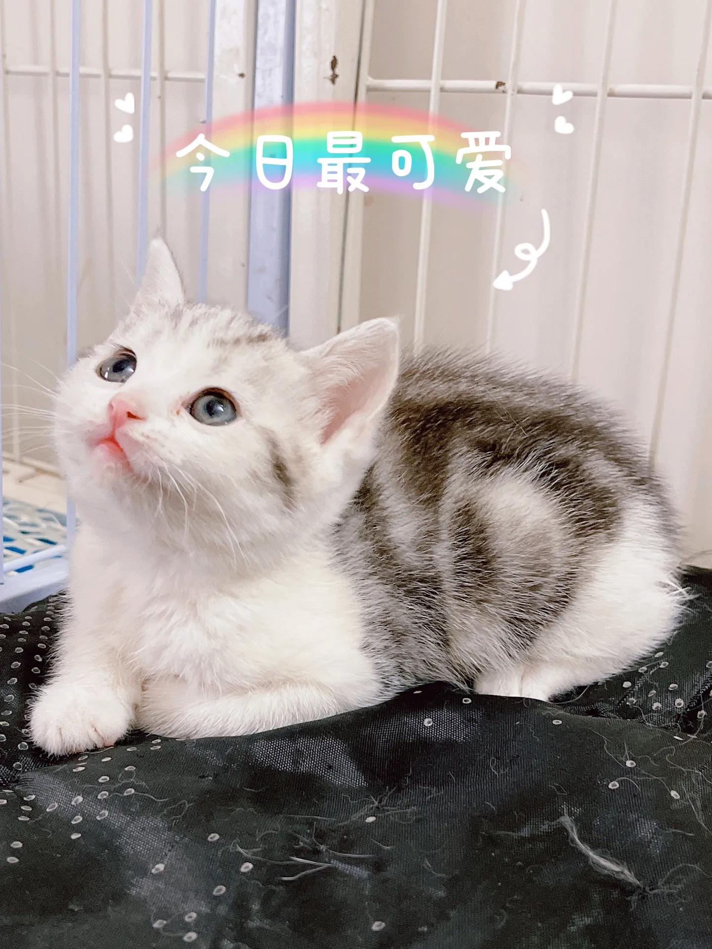 预防猫瘟最有效的方法,怎么可以避免猫瘟