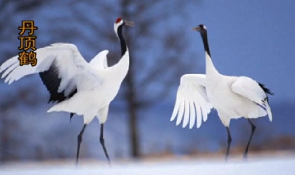 男子捡到怪鸟是国家二级保护动物,东北大哥捡到白色怪鸟