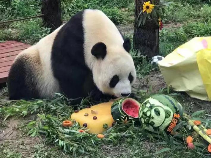 金刚芭比对战黑熊金刚,金刚芭比暴打铁血硬汉