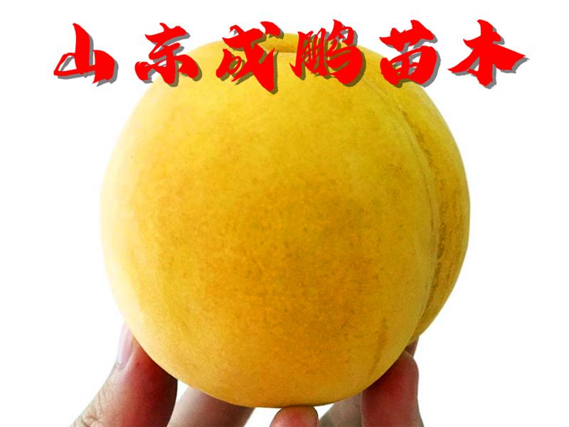 好品质大树苗批发,软石榴树苗哪里买