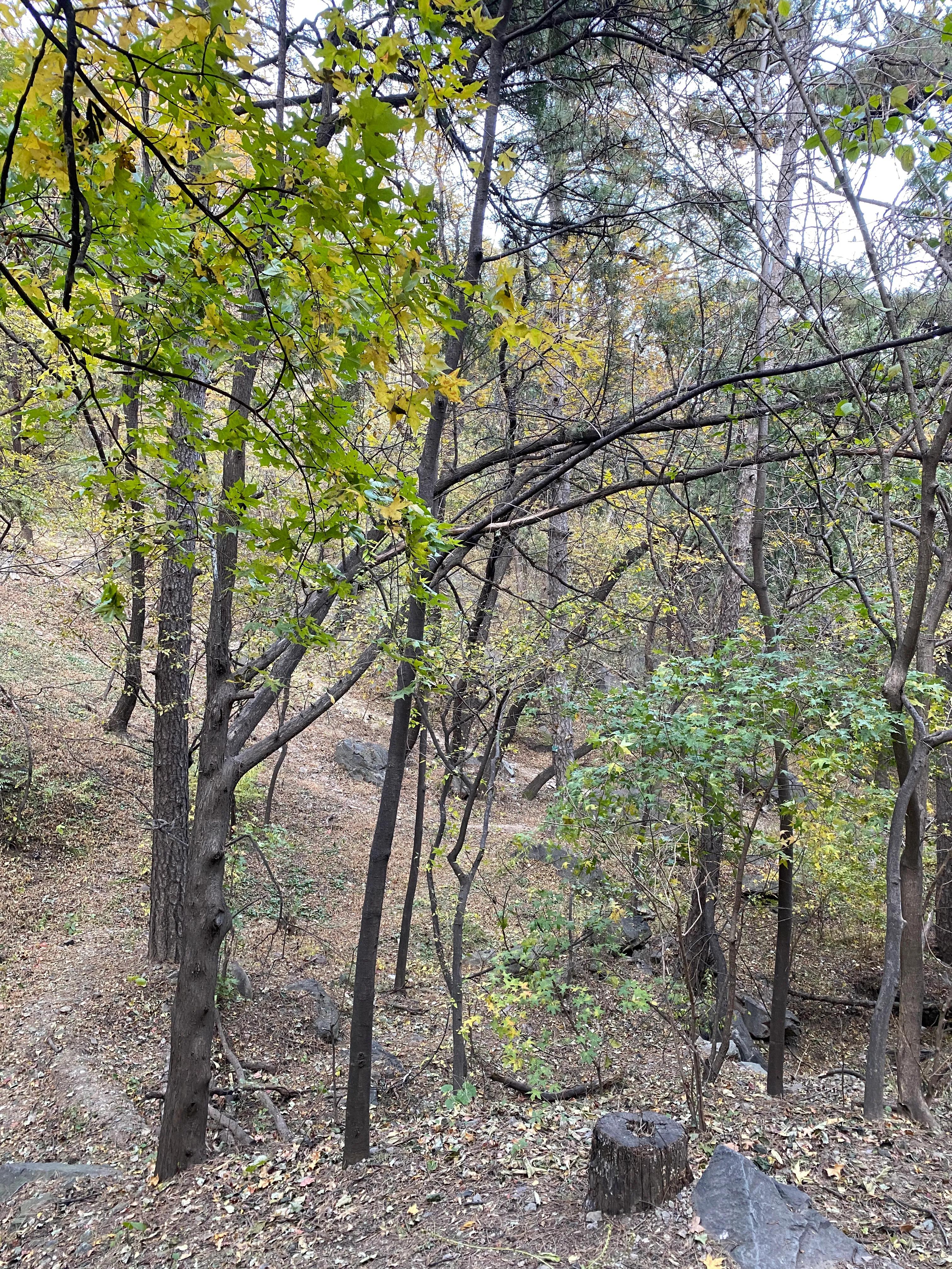 香山风景区打卡攻略,北京香山公园打卡