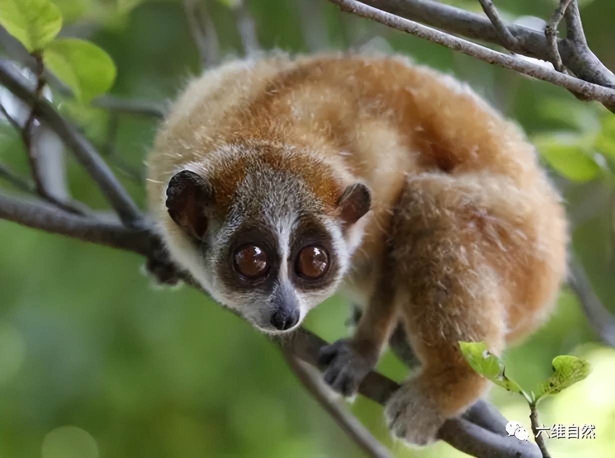 云南蜂猴,蜂猴受伤