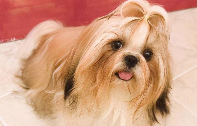 狗子过分活泼怎么办,狗子太兴奋不听话