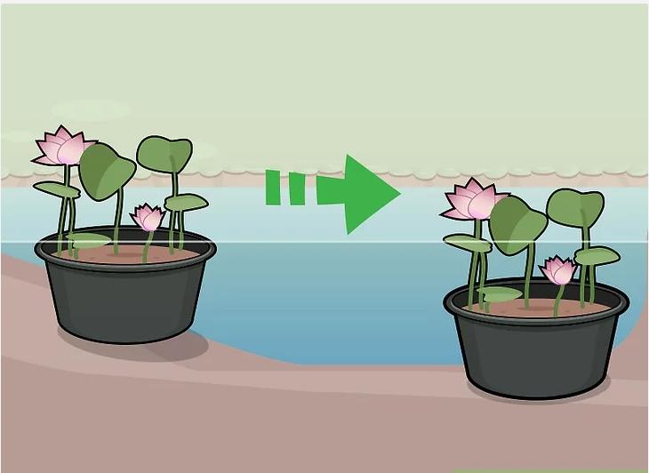 怎么种植莲花盆栽,如何种植莲花芋头