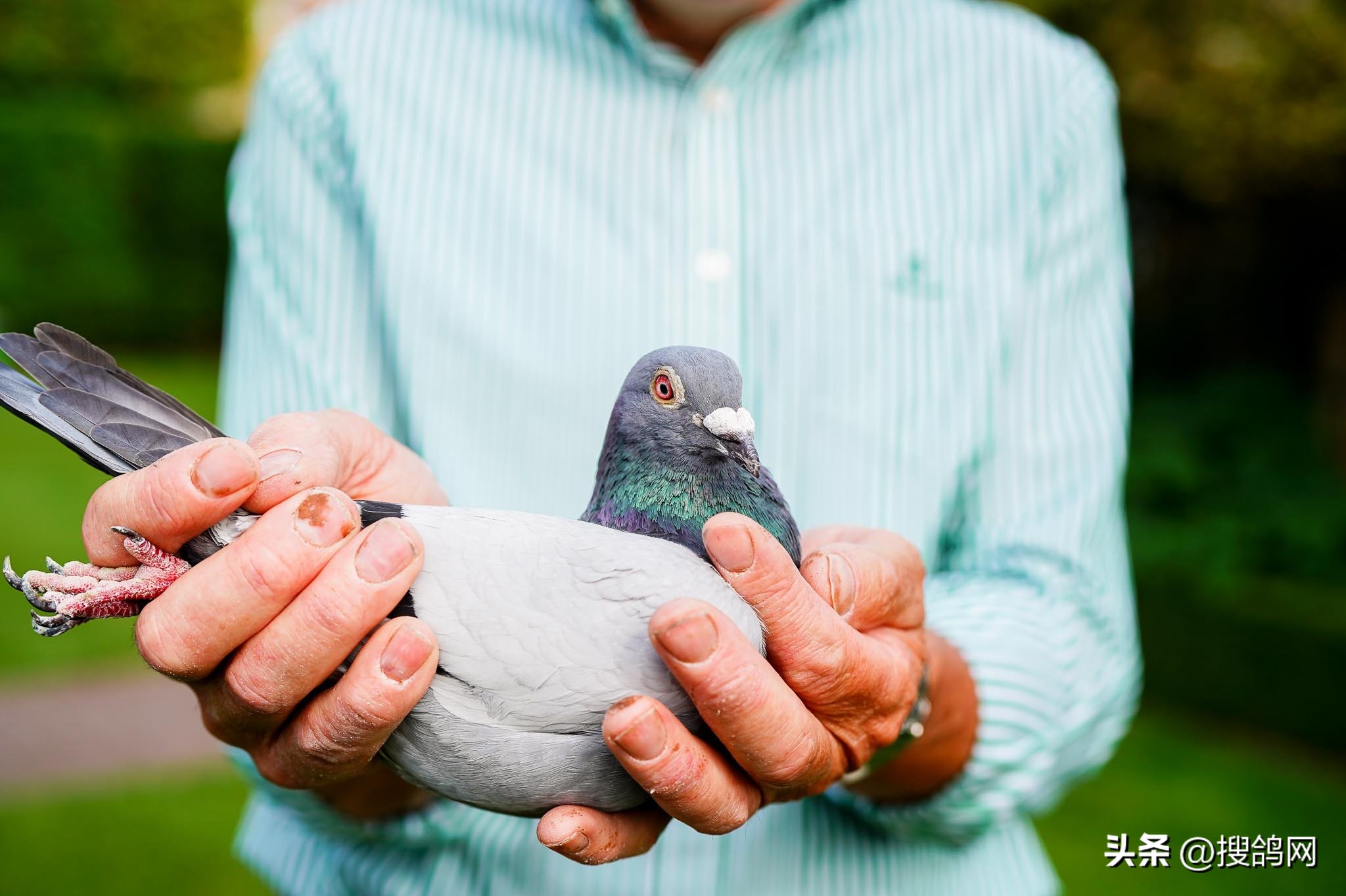 鲁迪狄萨尔信鸽,鲁迪戈贝尔季后赛表现