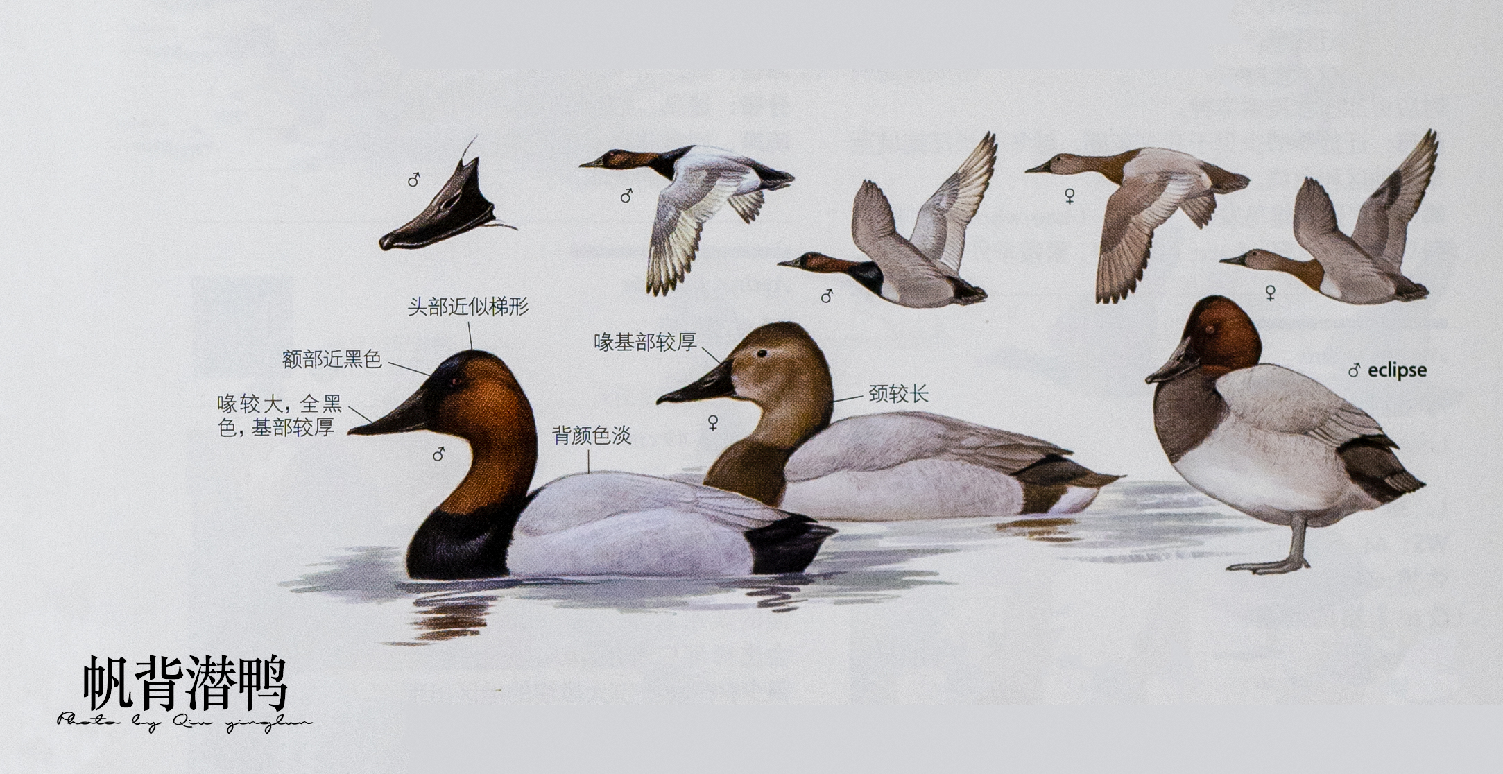 涓滄睙鎻借儨,涓滄睙鎻借儨楦熺被