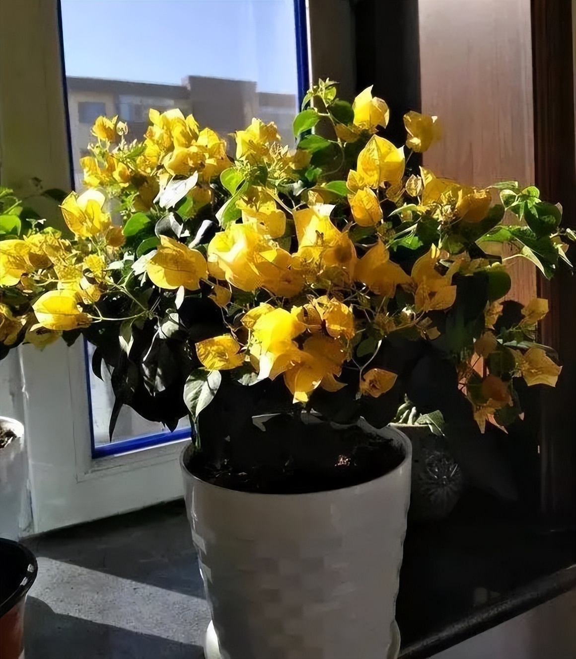 三角梅怎么越冬最低温度是多少,怎样判断三角梅冬天是否被冻死