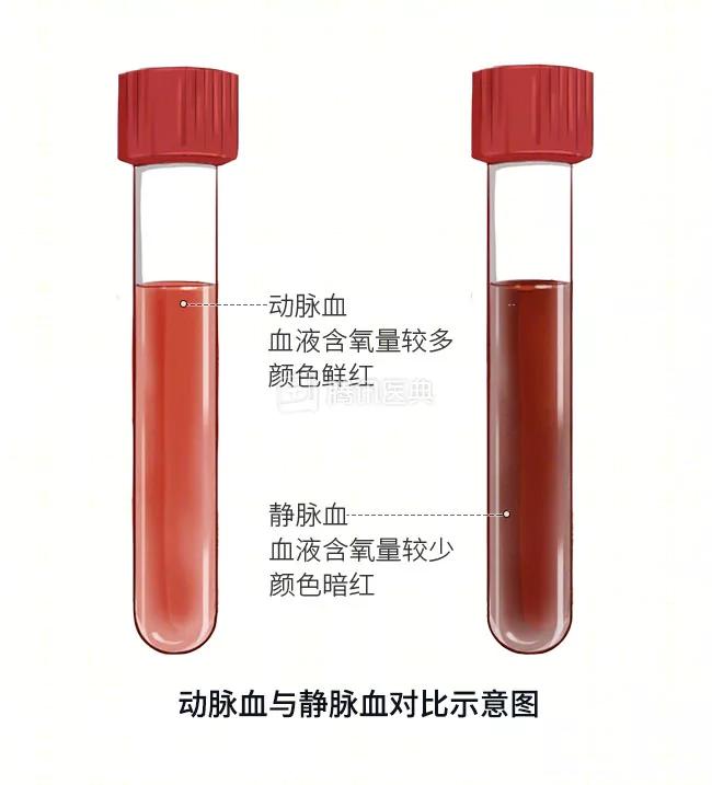 小腿静脉曲张的放血疗法,静脉曲张放血疗法倪海厦