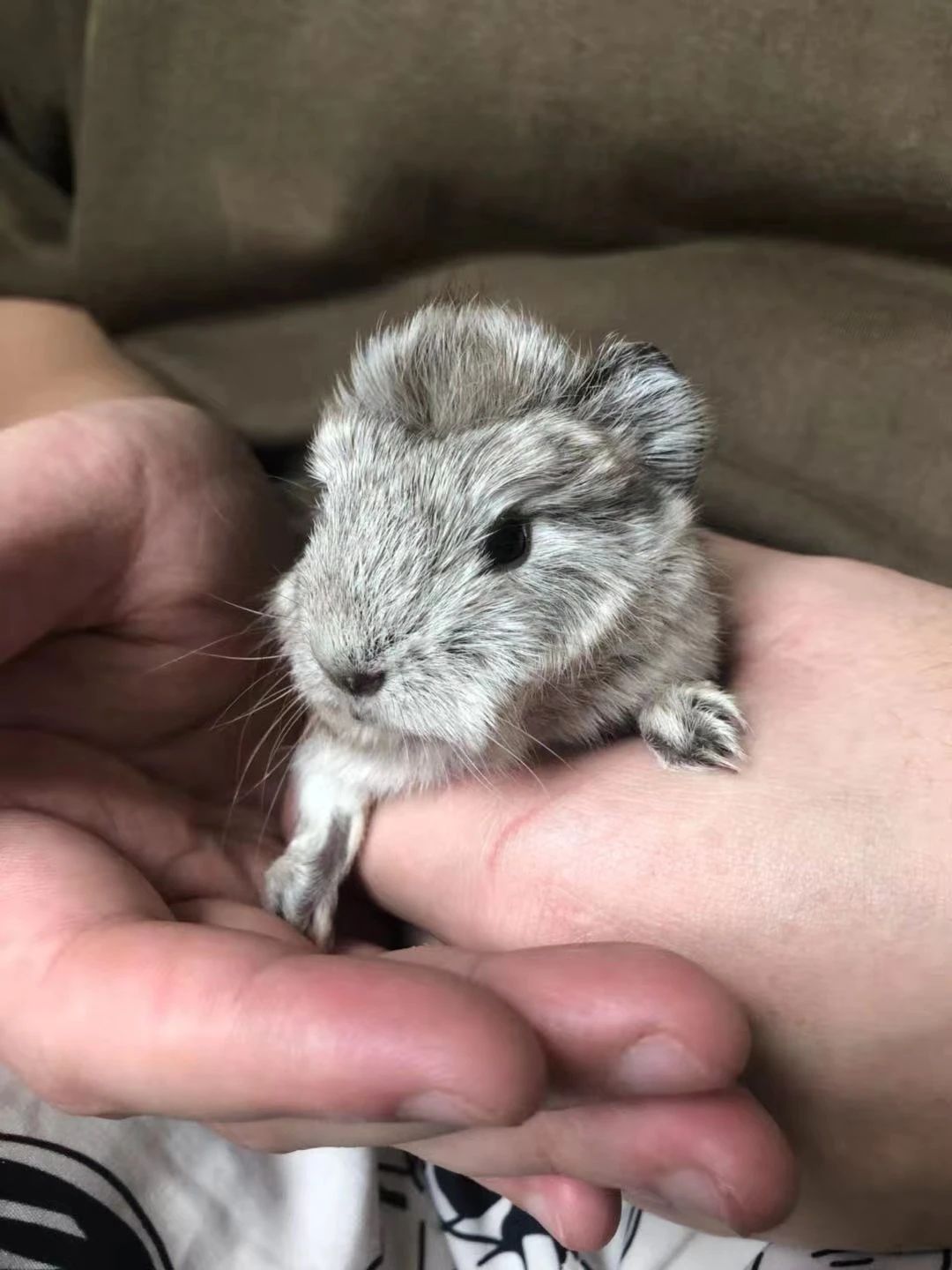 荷兰猪容易被吓着是怎么回事,荷兰猪受到惊吓后会引发心脏病吗