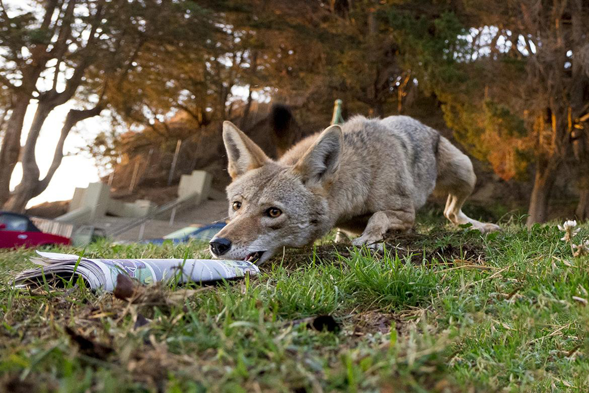 狼的天敌排名,狼最大的天敌是什么