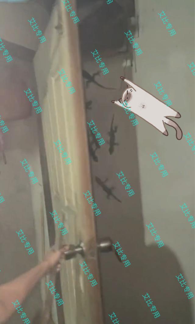一女子打开门发现一窝壁虎,家里门上爬着壁虎
