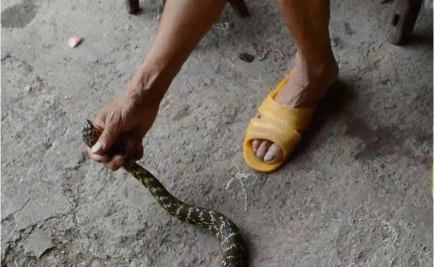 俗语中打蛇打七寸指的是哪个位置,打蛇打七寸指什么地方